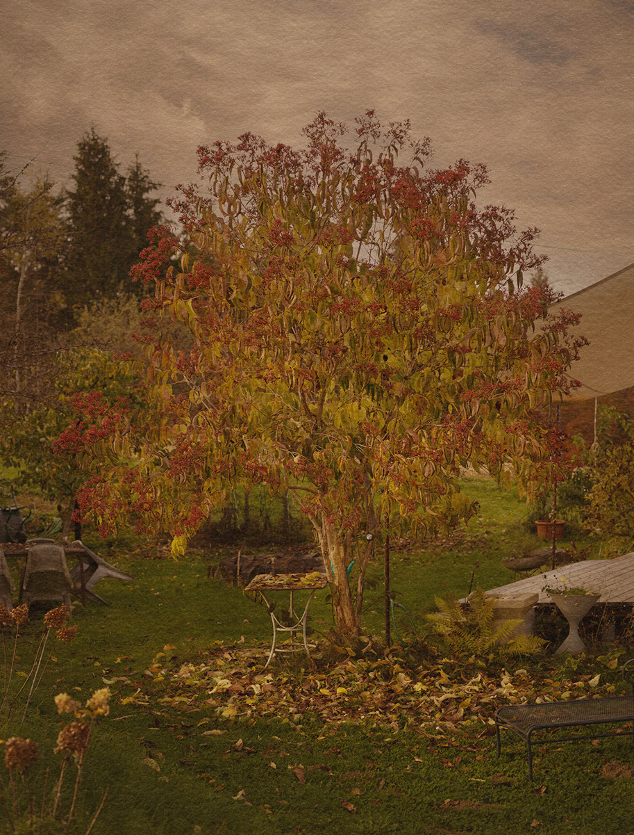 Garden and Trees, Eiche, Quercus